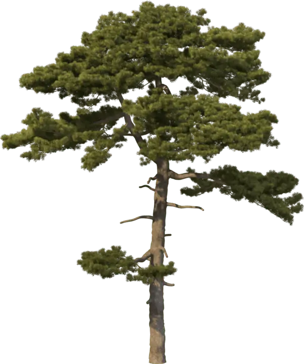 tree-3